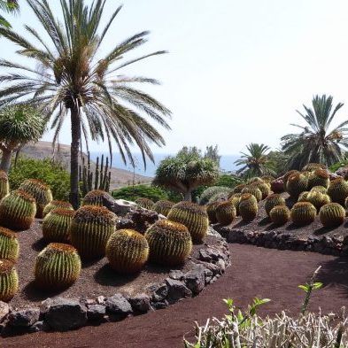 Oasis-Park-Fuerteventura