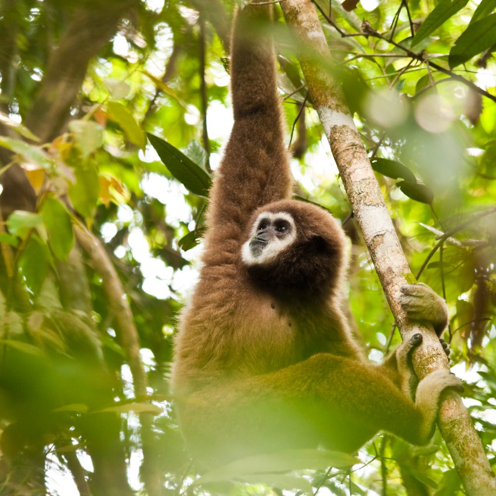 Gibbon regenwoud Phuket