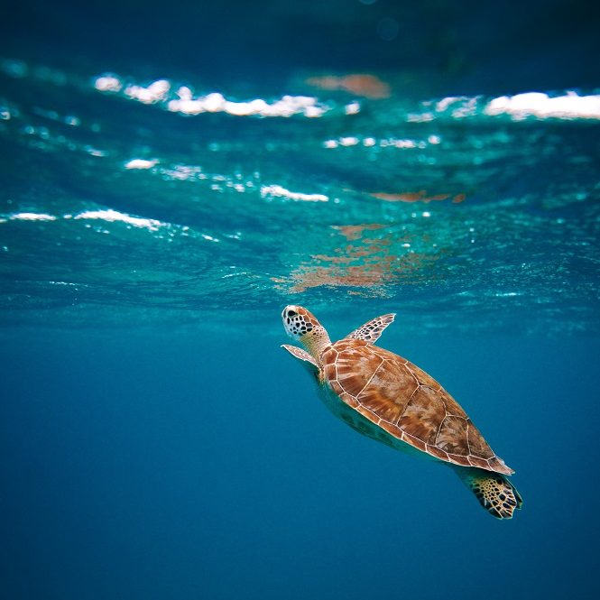 schildpadden spotten - bezienswaardigheden Kaapverdië