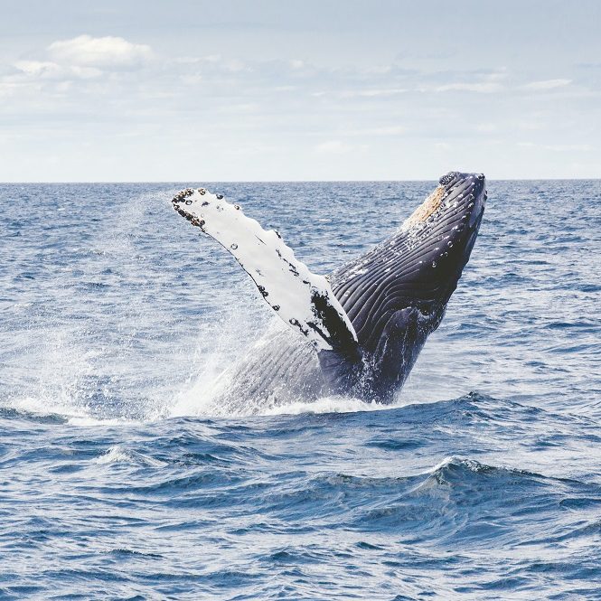 walvissen spotten - bezienswaardigheden Kaapverdië